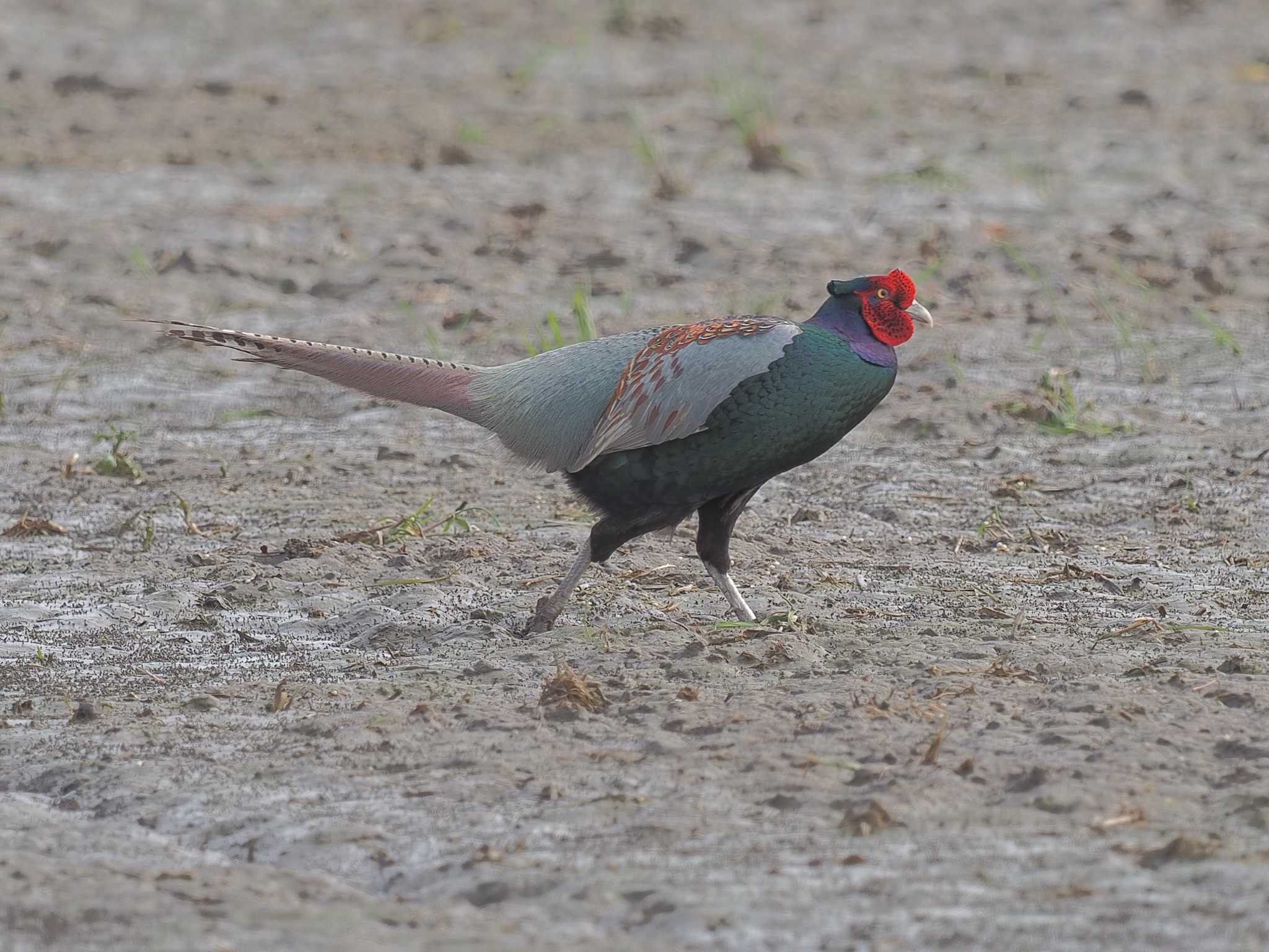 Photo of Green Pheasant at Nabeta Reclaimed land by MaNu猫