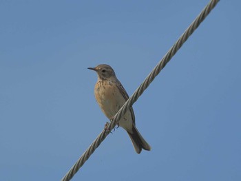 Water Pipit Nabeta Reclaimed land Sun, 4/7/2024