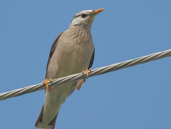 White-cheeked Starling Nabeta Reclaimed land Sun, 4/7/2024