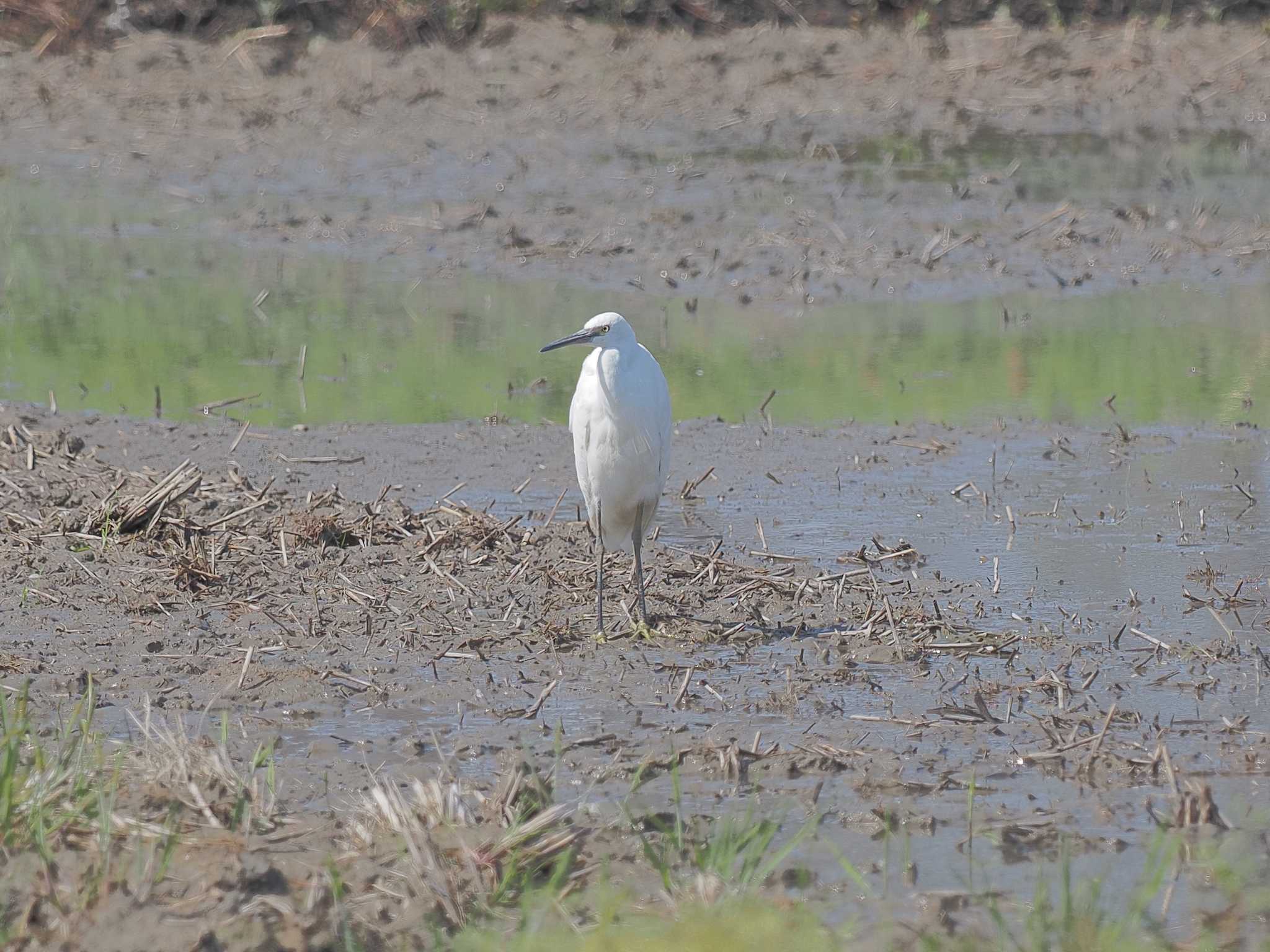 Little Egret