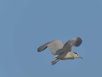 Sun, 4/7/2024 Birding report at 蟹江IC(東名阪自動車道) サギコロニー