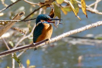 Common Kingfisher 横浜市都筑区 Sun, 11/28/2021