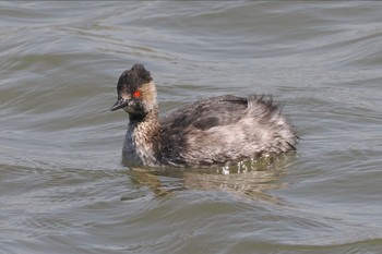 Black-necked Grebe Kasai Rinkai Park Sun, 3/31/2024