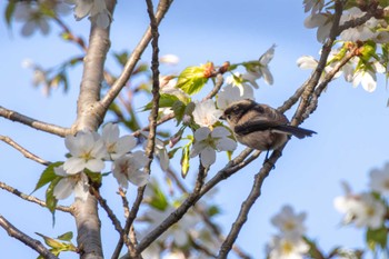 Long-tailed Tit 家の近所 Sun, 4/7/2024