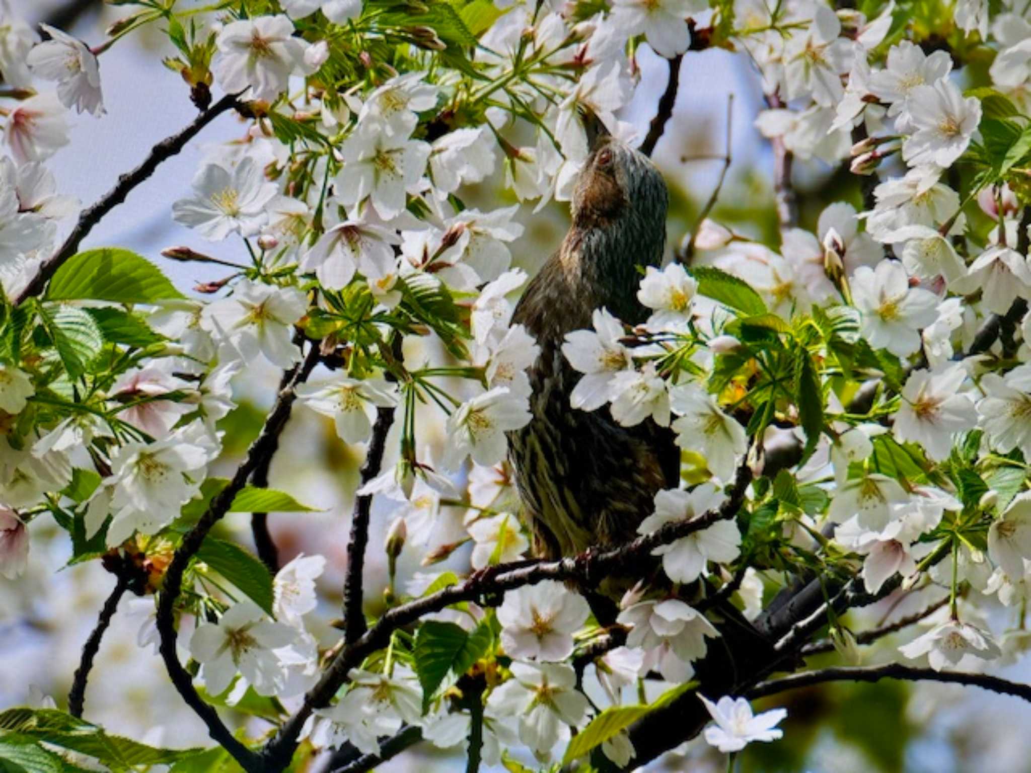 Brown-eared Bulbul