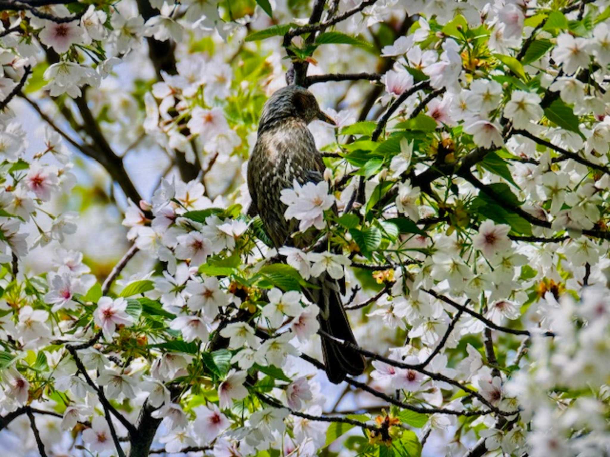 Photo of Brown-eared Bulbul at 浜町緑道 by ゆるゆるとりみんgoo