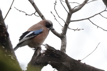 Eurasian Jay Kodomo Shizen Park Sun, 3/24/2024