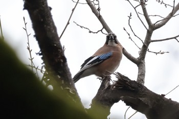 Eurasian Jay Kodomo Shizen Park Sun, 3/24/2024