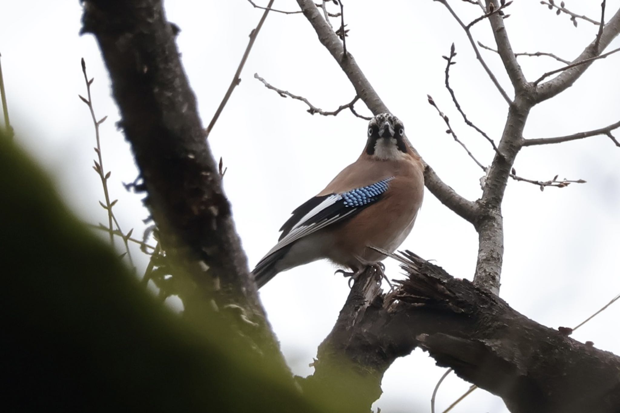 Eurasian Jay