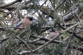 Eurasian Jay Kodomo Shizen Park Sun, 3/24/2024