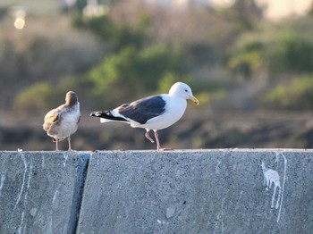 Slaty-backed Gull Choshi Fishing Port Sat, 3/16/2024