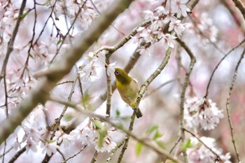 Warbling White-eye Unknown Spots Tue, 4/2/2024