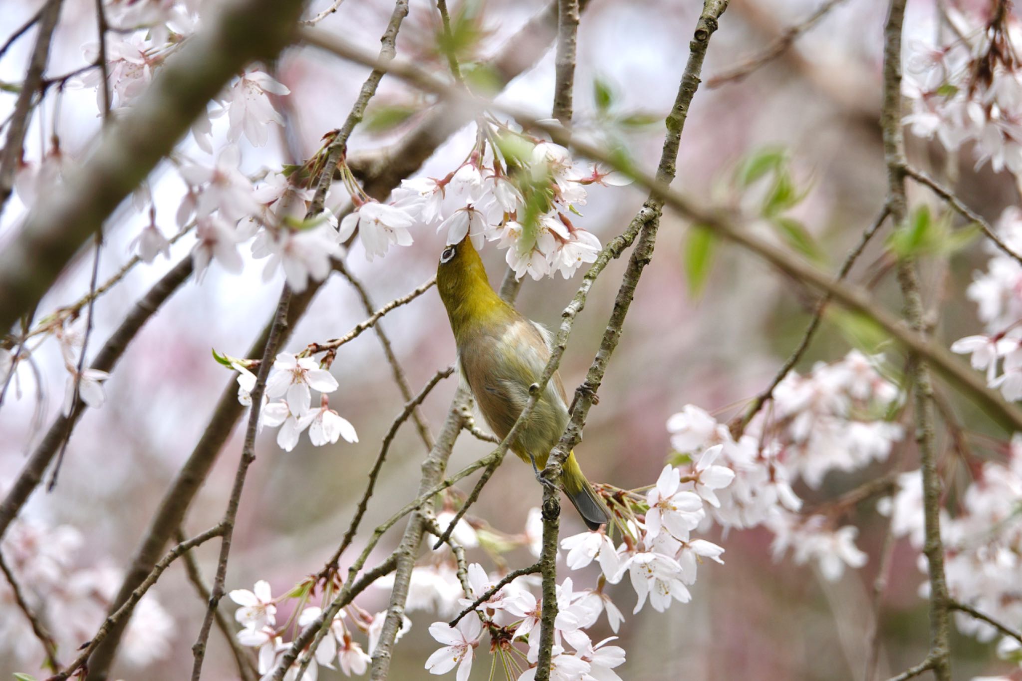 Photo of Warbling White-eye at  by のどか