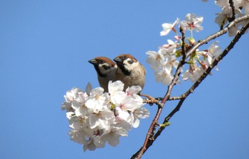 スズメ 目黒川 (大橋) 2024年4月7日(日)