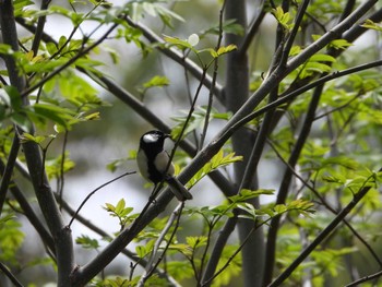 Japanese Tit Hattori Ryokuchi Park Sun, 4/7/2024