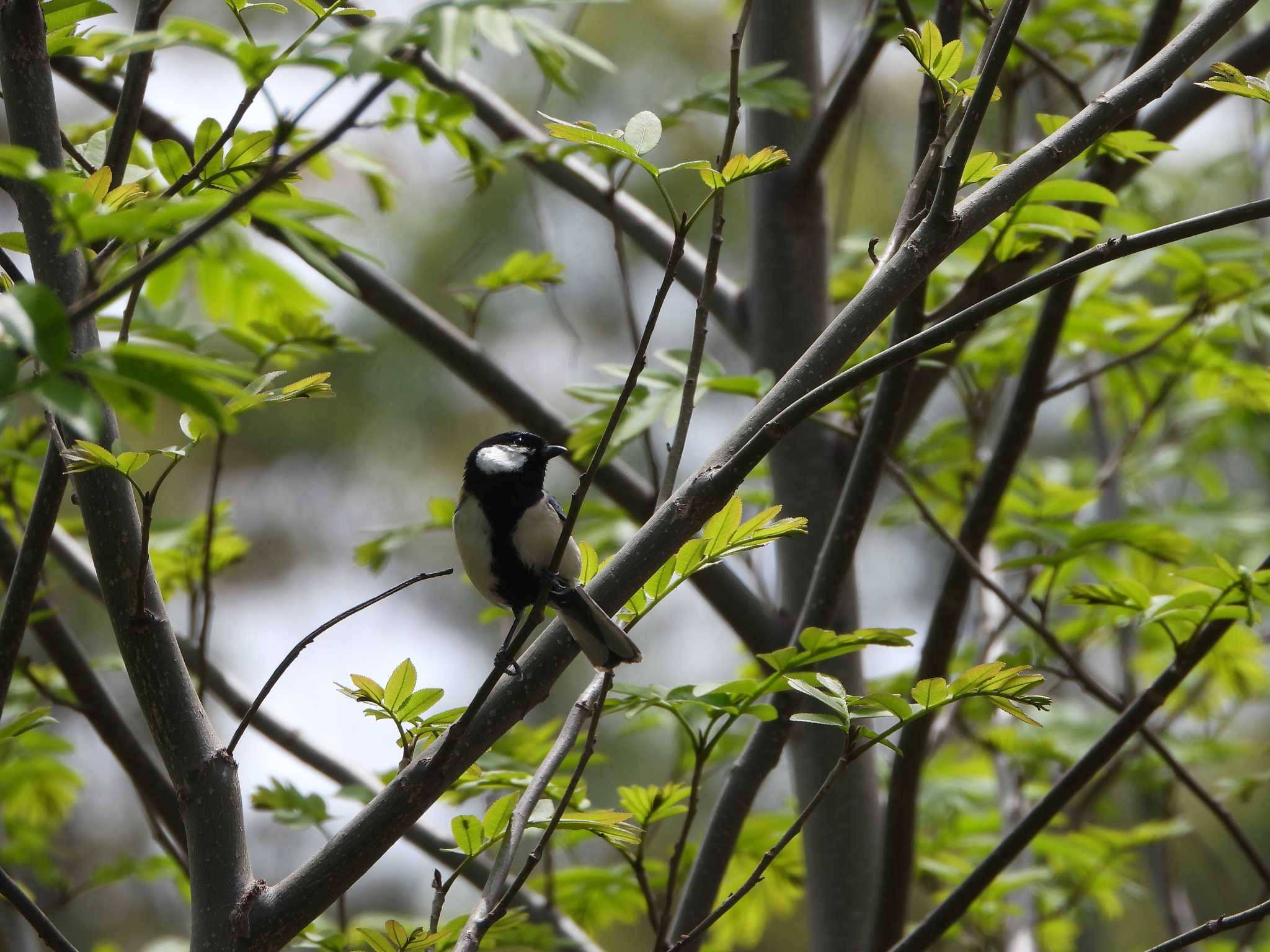 Photo of Japanese Tit at Hattori Ryokuchi Park by ひよひよ