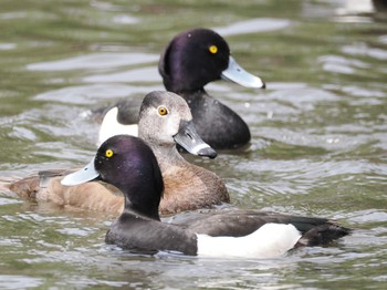 Ring-necked Duck Kodomo Shizen Park Sun, 4/7/2024