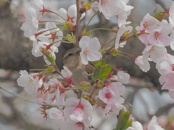 ニュウナイスズメ 愛知県愛西市立田町 2024年4月6日(土)