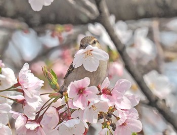 ニュウナイスズメ 愛知県愛西市立田町 2024年4月6日(土)