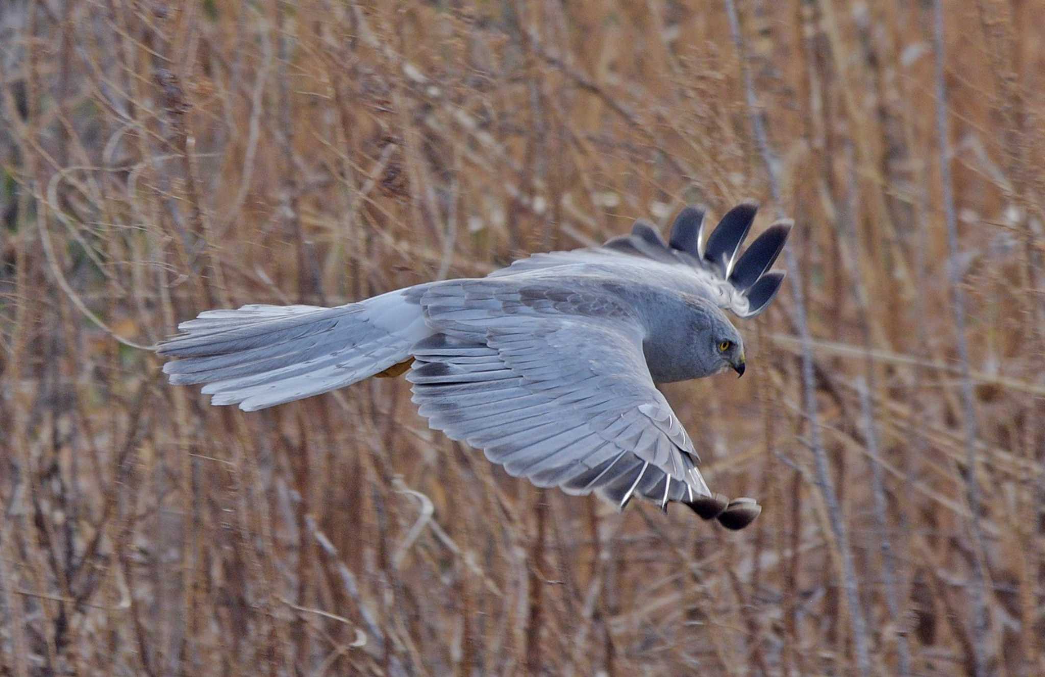 Photo of Hen Harrier at  by くまのみ