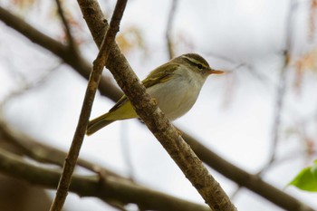 Eastern Crowned Warbler Hayatogawa Forest Road Sat, 4/6/2024