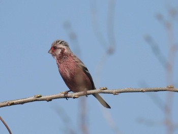 Siberian Long-tailed Rosefinch 淀川河川敷 Mon, 4/1/2024