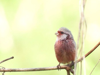 Siberian Long-tailed Rosefinch 淀川河川敷 Mon, 4/1/2024