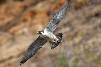 ハヤブサ 青葉山公園 2024年4月7日(日)