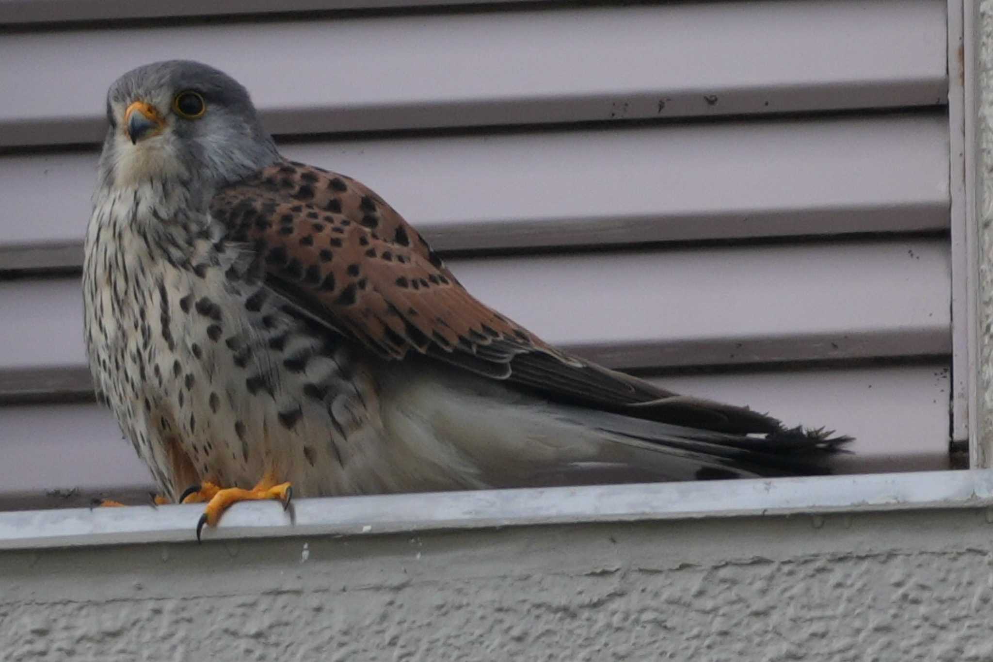 Photo of Common Kestrel at 多摩川 by ツートン