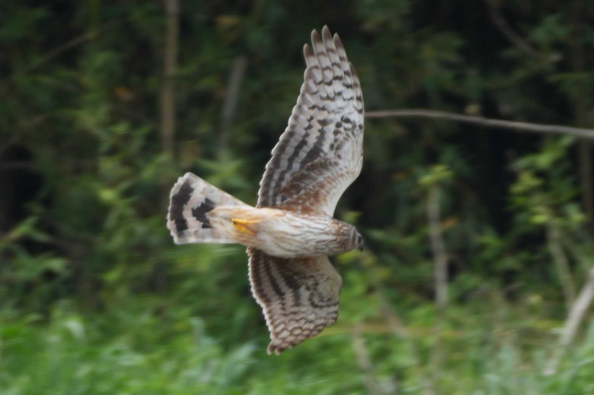 Photo of Hen Harrier at 多摩川 by ツートン