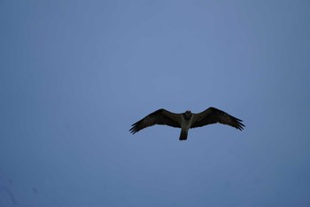 Osprey 多摩川 Sun, 4/7/2024