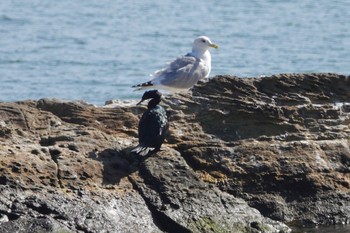 Pelagic Cormorant Unknown Spots Mon, 4/1/2024