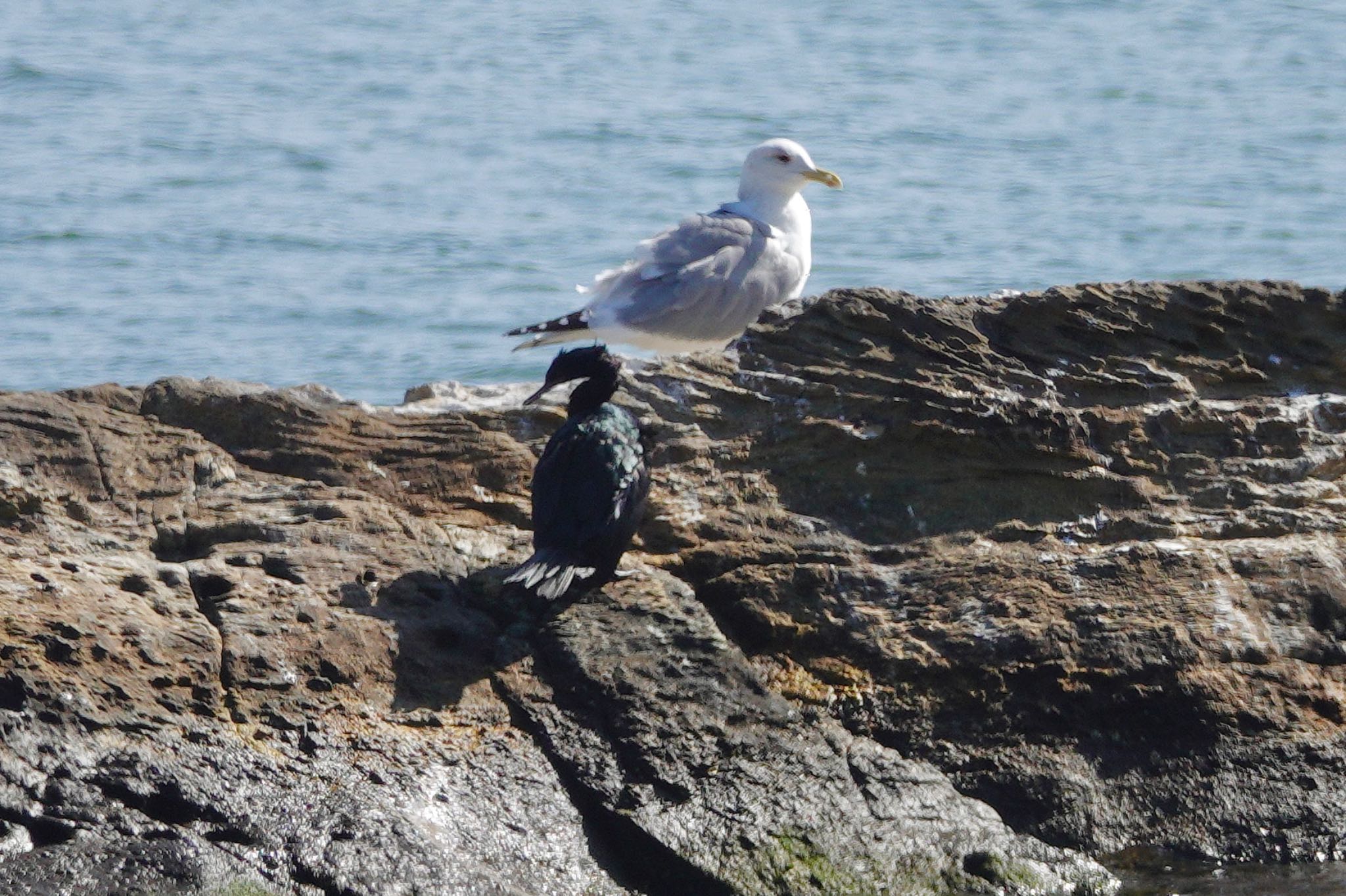 Photo of Pelagic Cormorant at  by のどか
