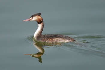 Great Crested Grebe Unknown Spots Tue, 4/2/2024