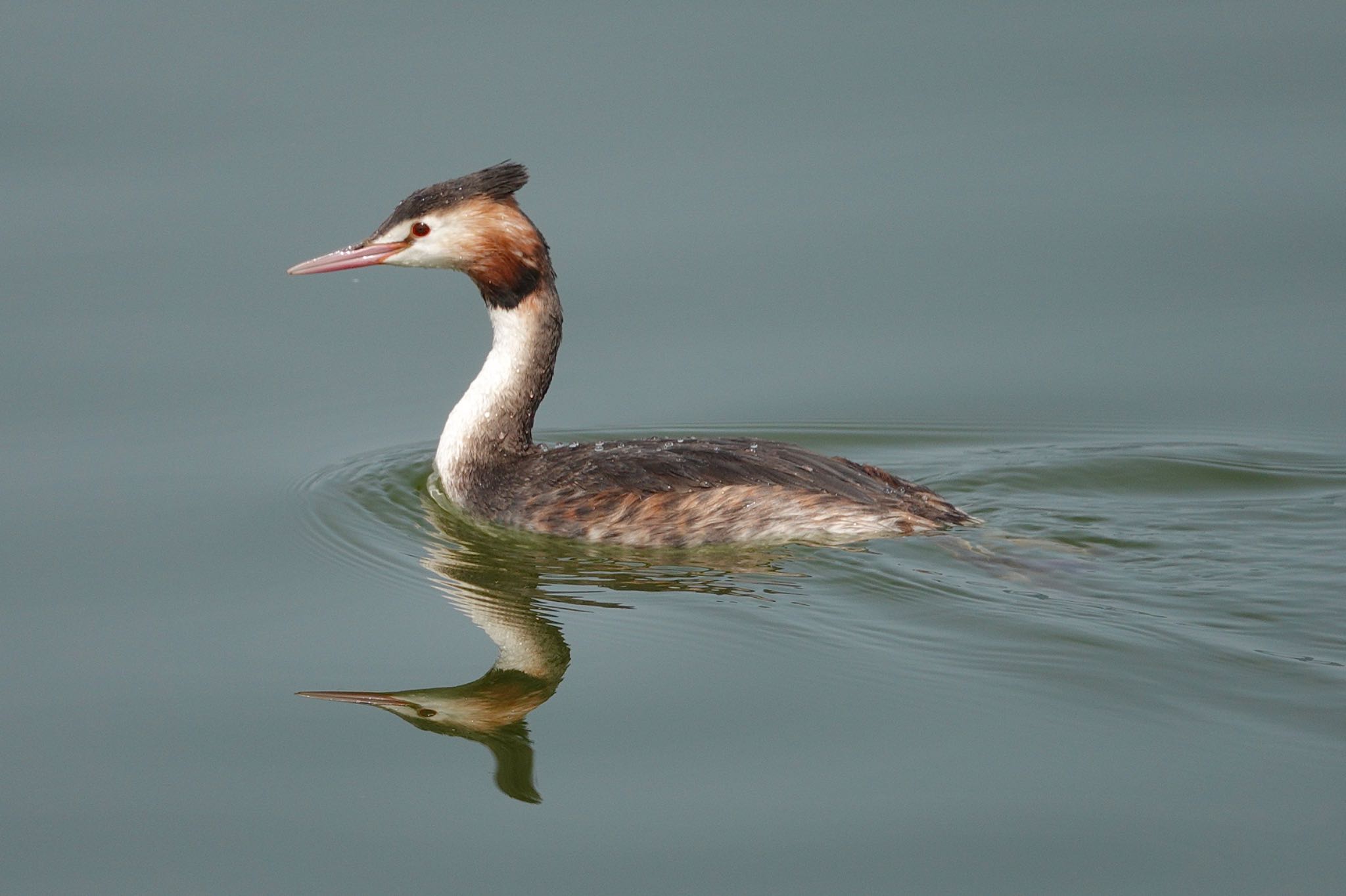 Photo of Great Crested Grebe at  by のどか