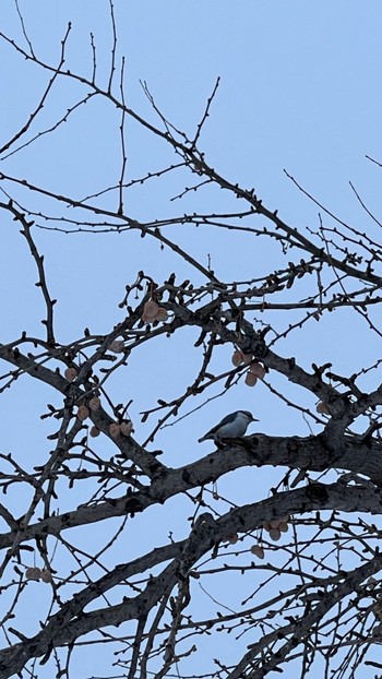 Eurasian Nuthatch(asiatica) 中島公園 Tue, 1/2/2024