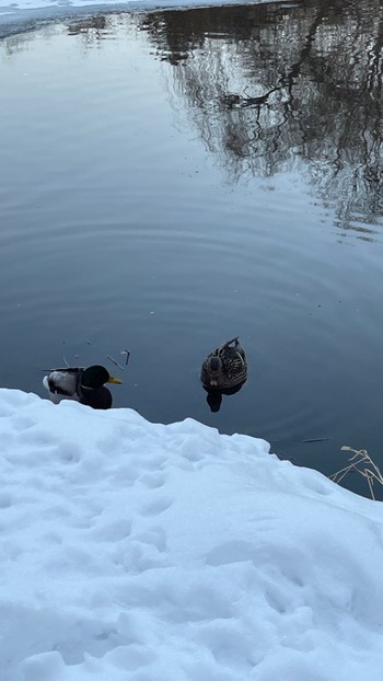 Mallard 中島公園 Sat, 1/6/2024