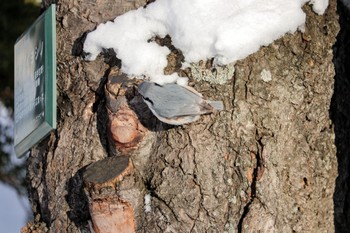 Eurasian Nuthatch(asiatica) 中島公園 Wed, 1/10/2024