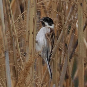 Common Reed Bunting Tokyo Port Wild Bird Park Sat, 4/6/2024