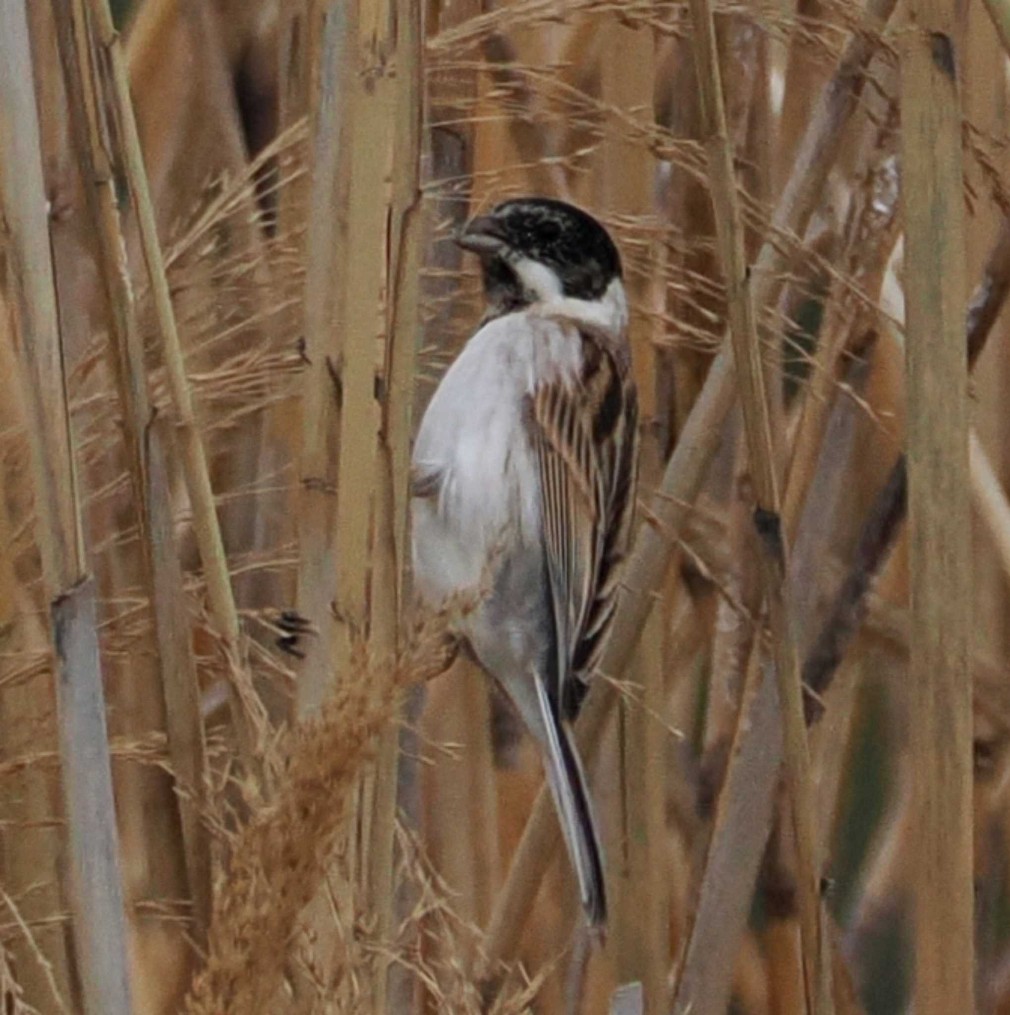 Photo of Common Reed Bunting at Tokyo Port Wild Bird Park by Ayako Handa