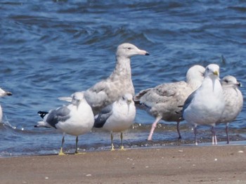 Glaucous Gull 新川河口(札幌市) Sun, 4/7/2024