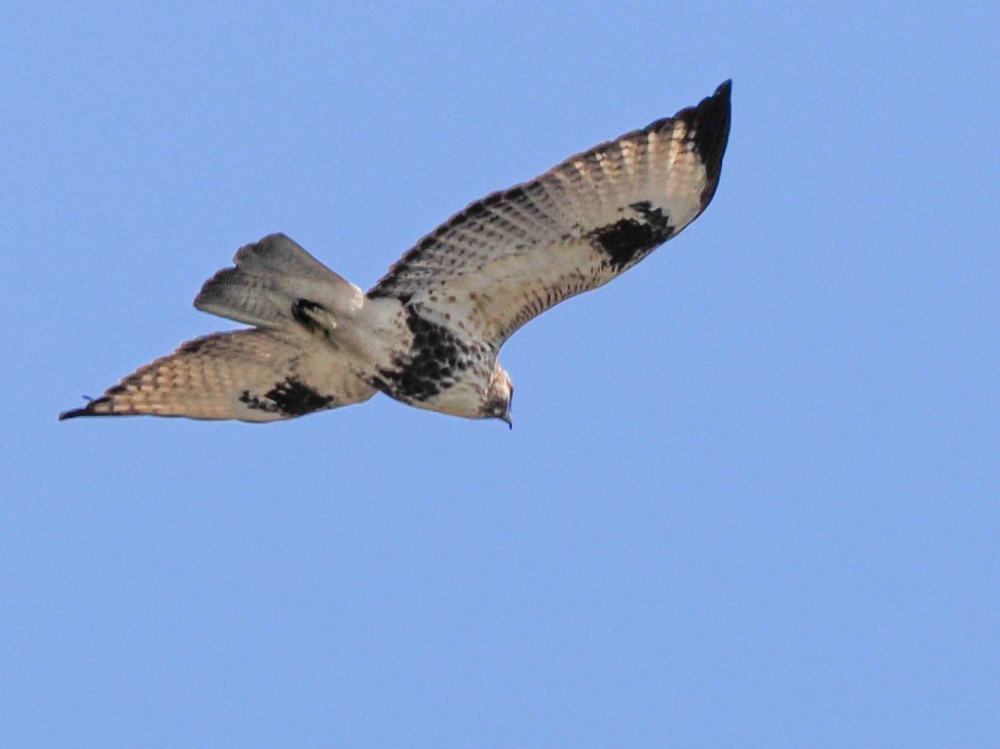 Rough-legged Buzzard