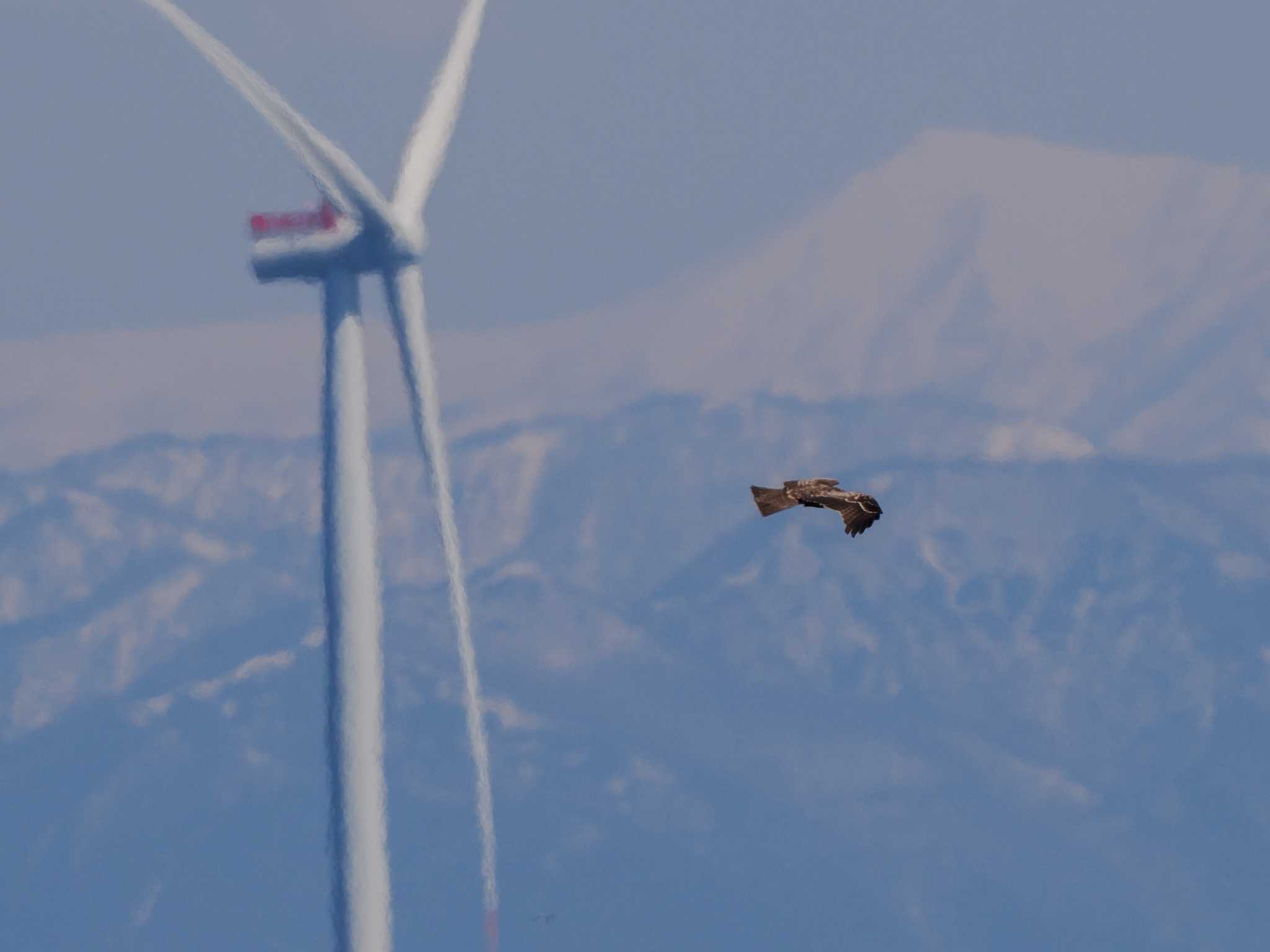 新川河口(札幌市) トビの写真 by 98_Ark (98ｱｰｸ)