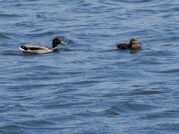 Mallard 新川河口(札幌市) Sun, 4/7/2024