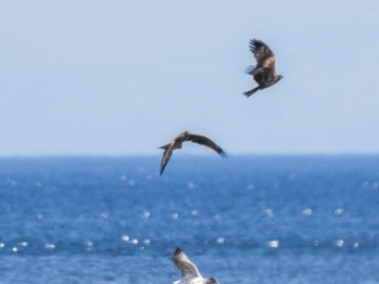 2024年4月7日(日) 新川河口(札幌市)の野鳥観察記録