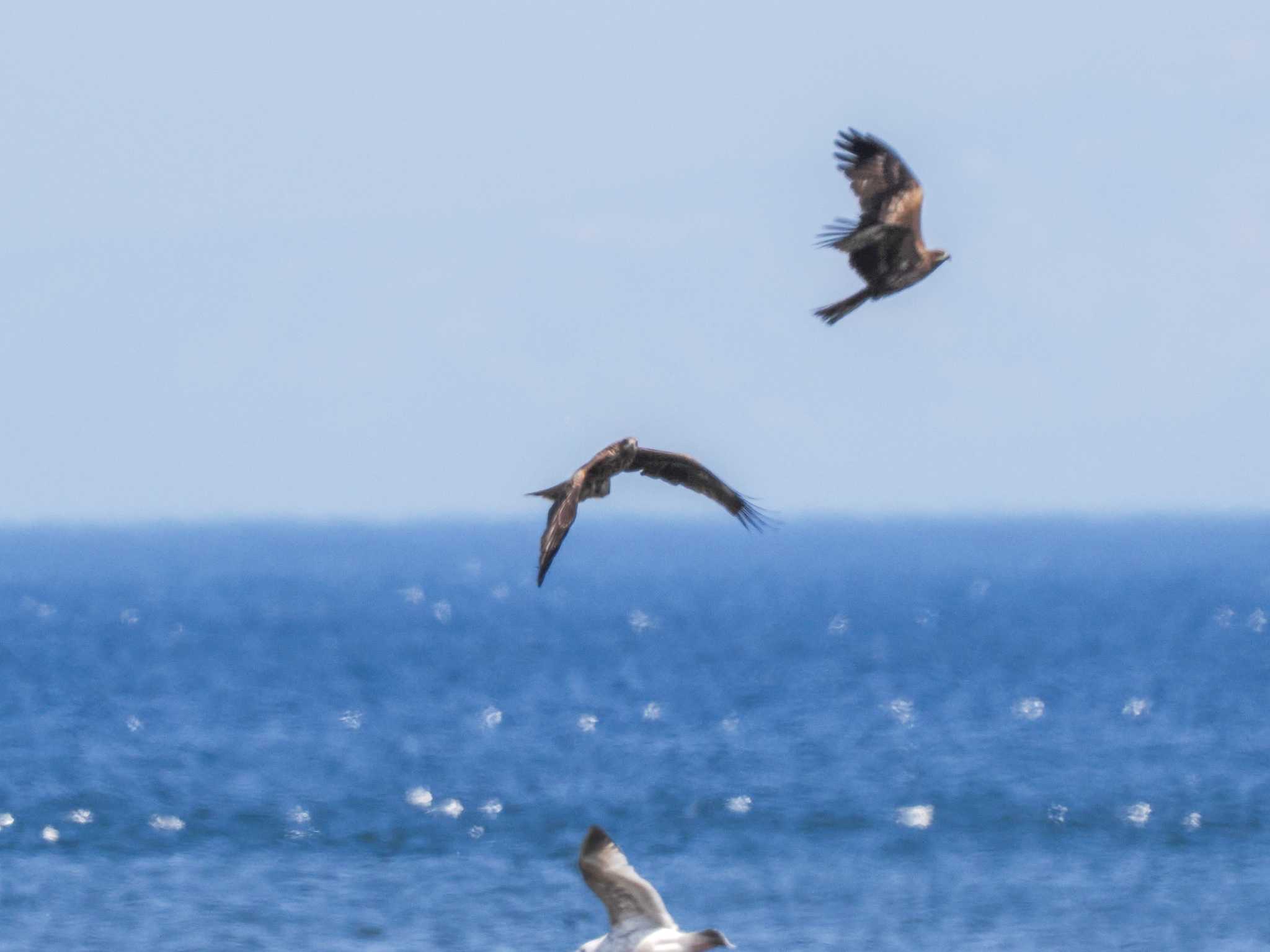 Photo of Black Kite at 新川河口(札幌市) by 98_Ark (98ｱｰｸ)