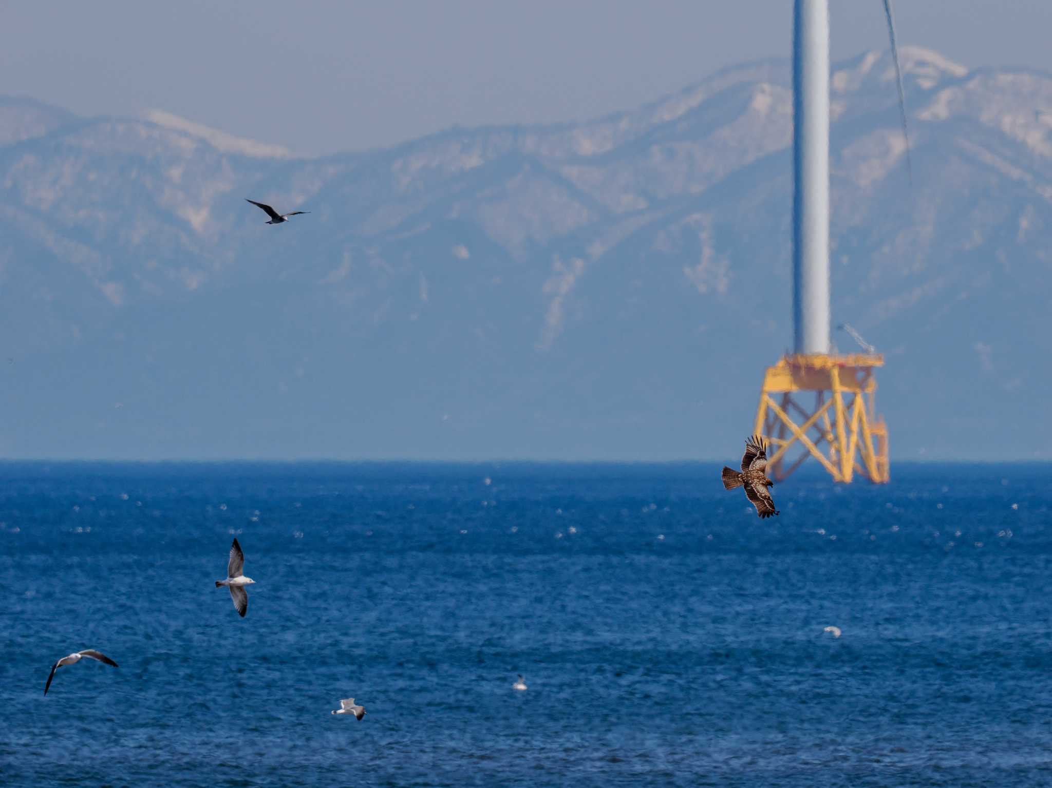 Black Kite