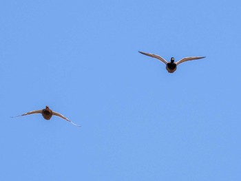 Mallard 新川河口(札幌市) Sun, 4/7/2024