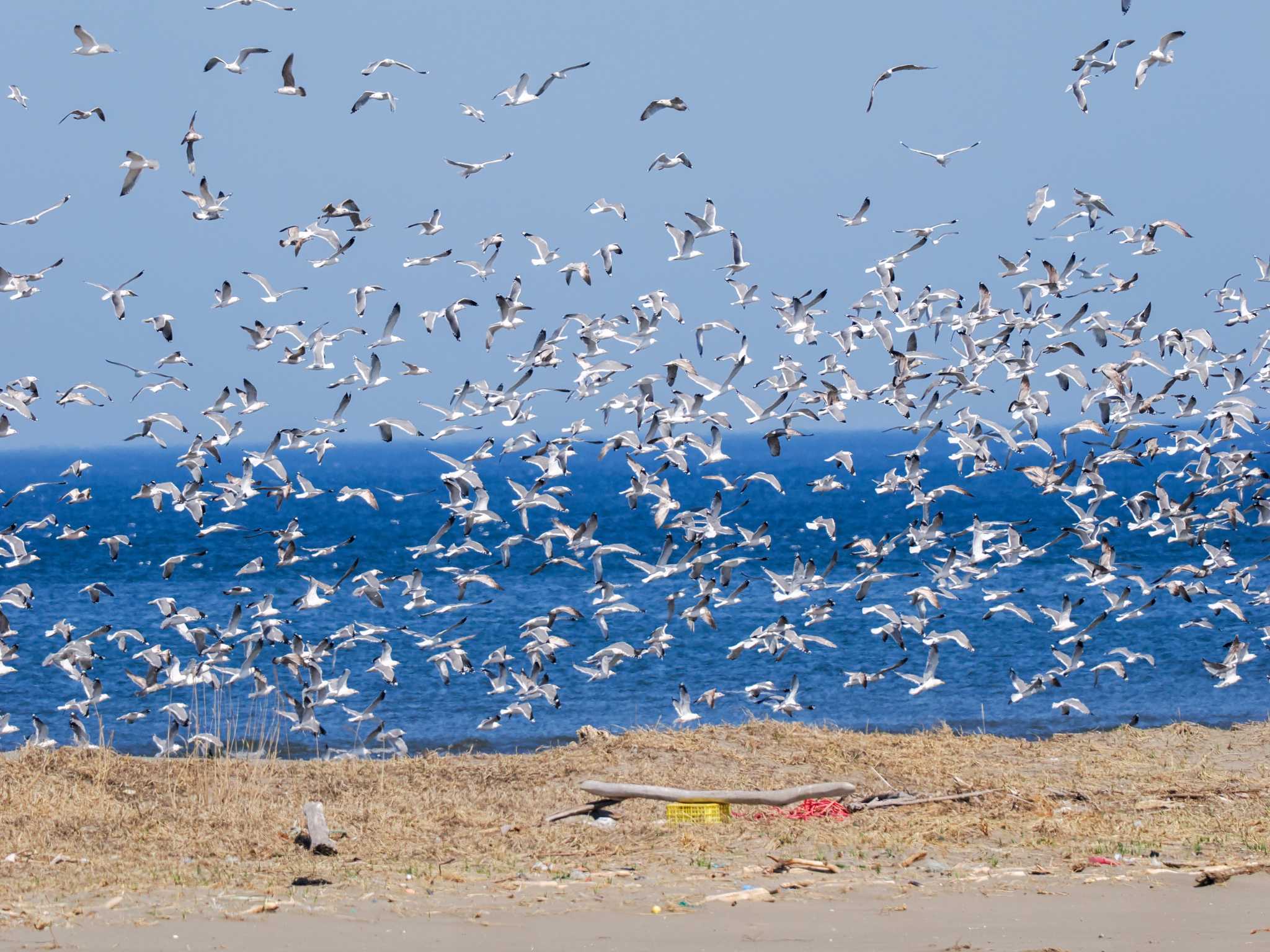 Common Gull