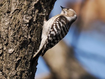 Japanese Pygmy Woodpecker(seebohmi) 新川河口(札幌市) Sun, 4/7/2024